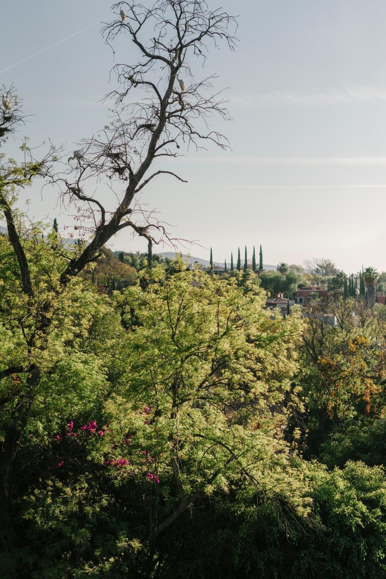 Hotel Apapacho Boutique San Miguel de Allende Ngoại thất bức ảnh
